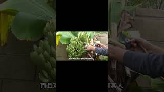 香蕉是弯的好，还是越直越好？ #人文百科 #科学 #科普