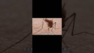 蚊子为什么只叮你？ #人文百科 #科学 #科普
