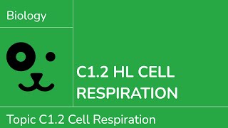 C1.2 HL Cell Respiration [IB Biology HL]