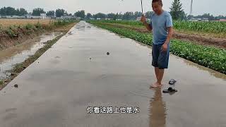 7月3号河南漯河下了特大暴雨，田间地头存满积水，等等再下吧