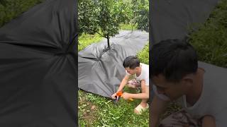 Effective Weed and Moisture Control Method @HappyFarm85