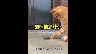 貓咪捕抓辣條！ #貓咪 #野生動物零距離 897057