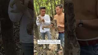 Sloth Mother and Baby Embrace When Reunited #shorts