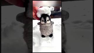 baby penguin is injoying the snow ☃️🐧#petlovers #penguin #shotrs