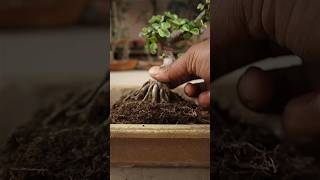 4 year old Dwarf Jade bonsai repotting (Portulacaria Afra bonsai)