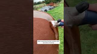 Clipping Horse Fur: Why and How #HorseGrooming #HorseCare