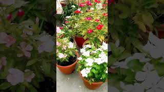 Colourful Vinca in my garden // Sadabahar // Nayantara flowers #youtubeshorts #shorts