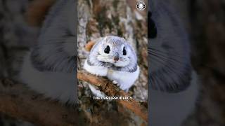 Japanese Flying Squirrel 💖 Adorable Flying Acrobats!