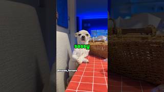 Dogs are too sassy 🤣#dog #funny #pets