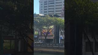 基隆田寮河邊信一路，鳥生眾多，很像大安公園看到的黃頭鷺。