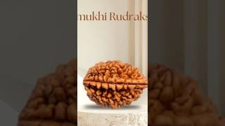 Authentic Nepali Rudraksha Beads – Spiritual Power in Every Bead #youtubeshorts #rudraksha