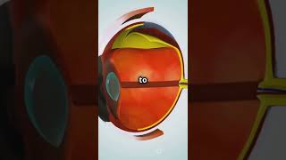 Understanding the Eye: Anatomy & Function” 👁️🔬 #doctortips #facts #neuroscientist #medicalshorts