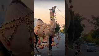 camel  dance in Pakistan 🐪 #camel #2024 #dance #love #animals #shorts