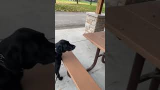 Lost and found 🧸#blacklabradorretriever#blacklab#blackdogs#dogs#cute#rain#calmdog