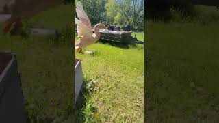 #flyingduck