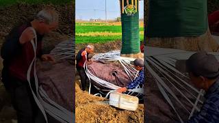 The process of carefully digging up an elm tree