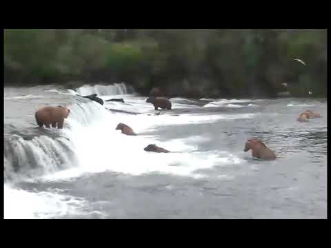 Political Science Lecture_10-5-17_Alaskan Bears Catching Dinner