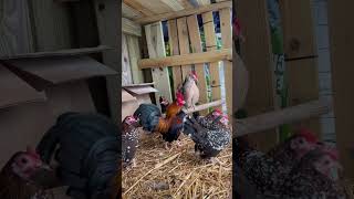Bantam chickens