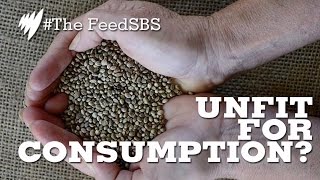 Hemp seed: the new superfood? I The Feed
