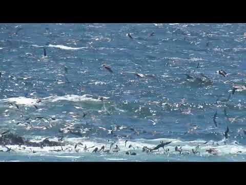 HUNDREDS OF BIRDS. CHILE