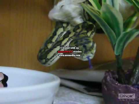 Morelia Spilota Mcdowelli - Coastal Carpet Python