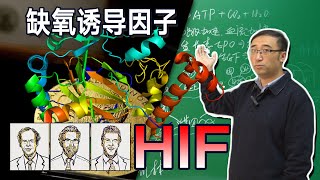 缺氧时人体会有什么变化？癌症治疗又有新方法！【2019诺贝尔医学奖解读】