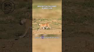Wild Buffalo Alliance Against Lion #shorts #vizard  #AnimalFight