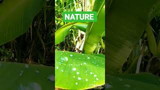 NATURE 👌👌 #nadee syr