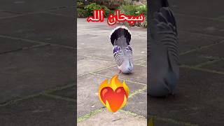 Dove king Bird #viral #lovebird #youtubeshorts #bird #birdlove #shorts