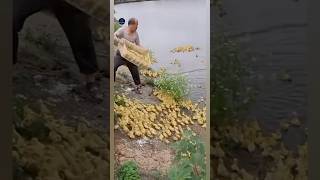 Duck farming 😱 #telugufacts #amazingfacts #shorts #tejfacts