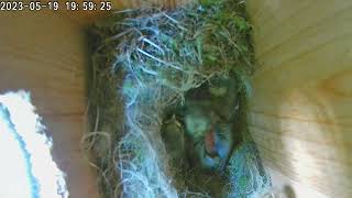 19052023 BLUE TIT 6 chicks + one mom