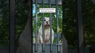 🥹 #americanbully #ambully #bullybreed #dog #dogs #dogshorts #puppy #puppies #puppyvideos #amstaff