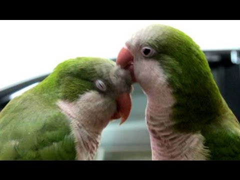 birds on wall ,crust parrot with cocktail , bajri