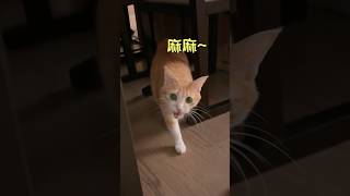 媽媽回家了Uni形影不離｜媽寶貓日常