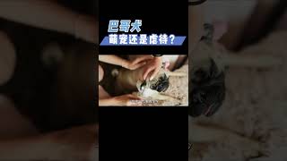 巴哥犬的外表背后隐藏的真相！#科普 #漲知識 #动物 #巴哥犬