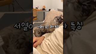 고양이보다 서열이 높은 집사들 특징