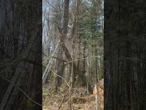 How to Remove a Large Dangerous Tree Branch