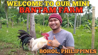 BANTAM CHICKEN FARMING, BOHOL PHILIPPINES