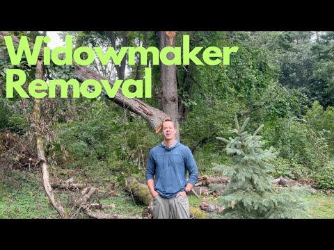 How I Safely Removed This Dangerous Tree