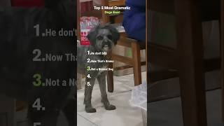 Top 5 Most Dramatic Dogs Ever! 🎭🐾