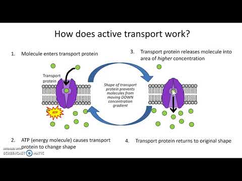 Active membrane transport processes
