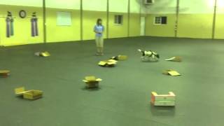 Alice - NW week 2 (Aug 7) - #2