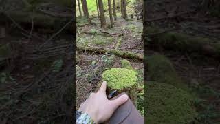 Beautiful nature in Japan #HiddenJapan #DeepJapan #JapanNature #ExploreJapan #JapanOffTheBeatenPath