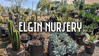 Cactus & Succulent Shopping Tour at Elgin Nursery | Phoenix, Arizona