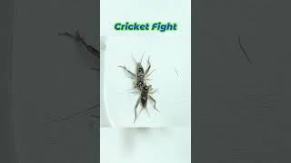 Crickets Go to War: Intense Bug Fight!#CricketFight#CricketBattle#BugBattles#InsectFight#Shorts