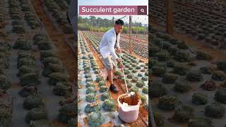 Beautiful Succulent Garden #satisfying #shot
