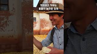 페루 사람들이 닭처럼 먹으려고 키우는 동물 #골라듄다큐 #shorts