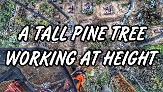 A DOUBLE-BARRELED PINE TREE THE SIZE OF A NINE-STORY HOUSE WAS CUT DOWN IN THE CEMETERY. ARBORISTICS