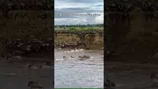 Wildebeests Crossing the Mara River | #wildebeest #africanwildlife  #africansafari   #serengetipark
