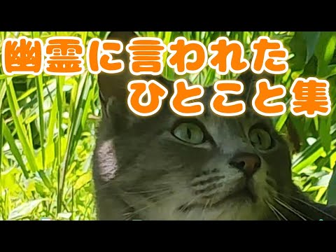幽霊に言われた一言集👻There is an English translation in the summary section below. ＃怪談実話＃オカルト＃猫動画